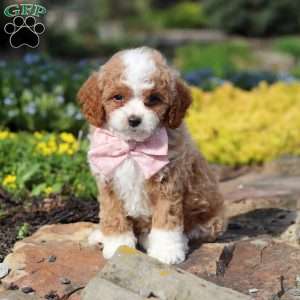 Bambi, Cavapoo Puppy